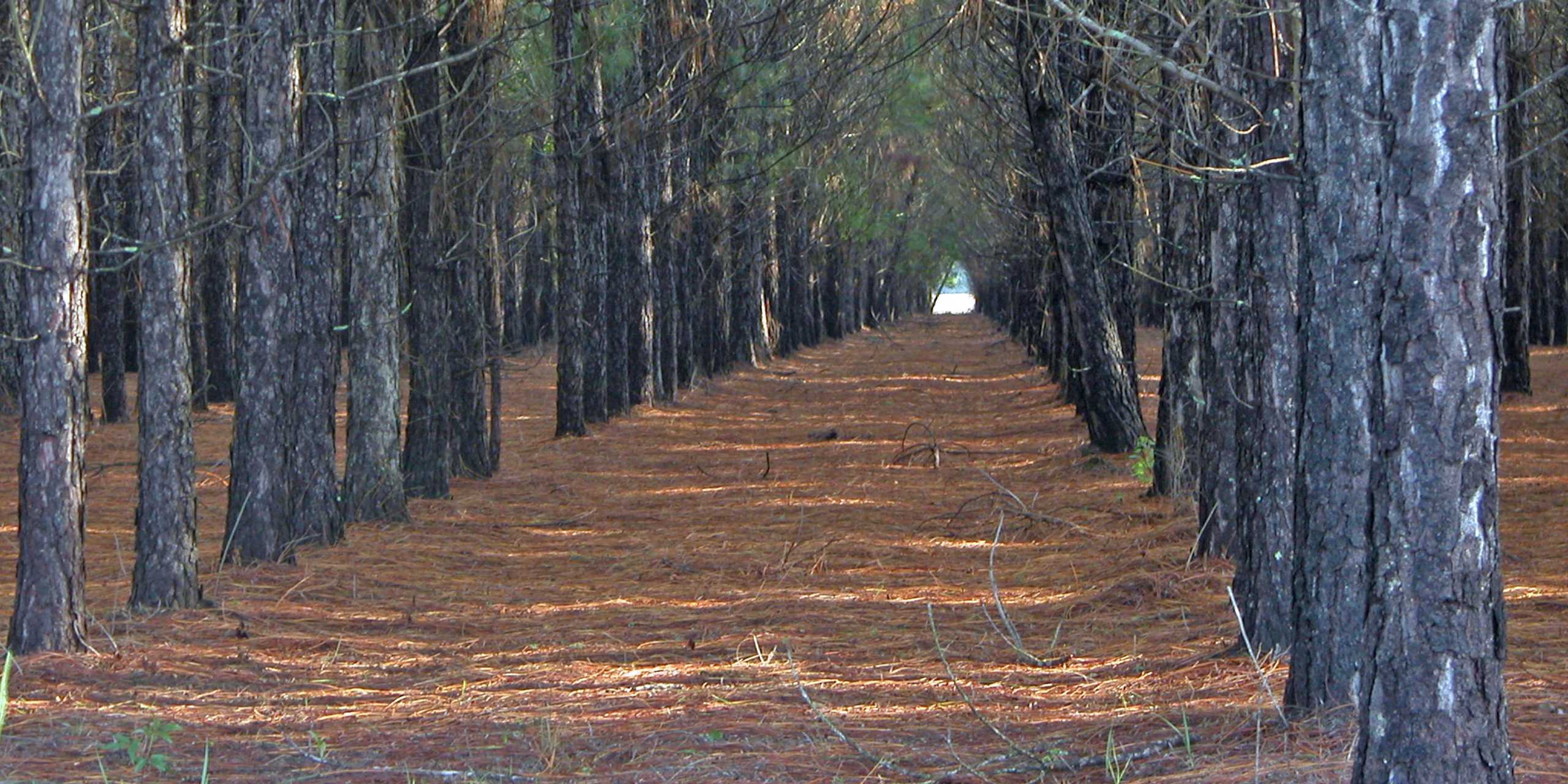 A stand of pine trees